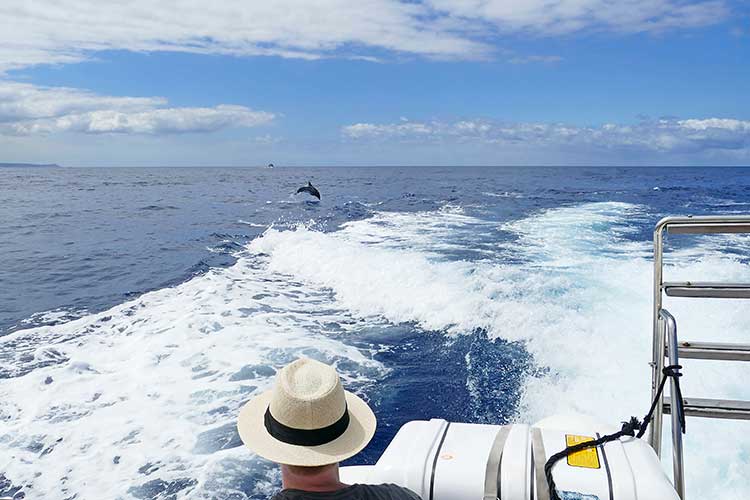 Excursies Tenerife - Dolfijnen spotten