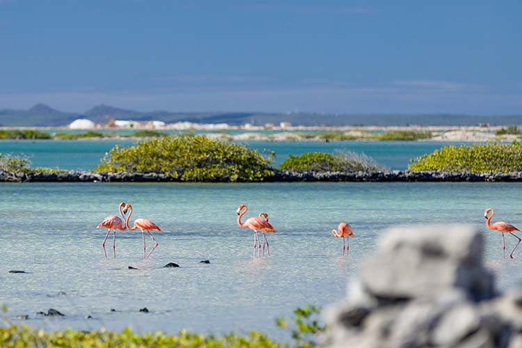 Vakantie Caribische eilanden: Bonaire