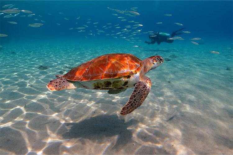 Doen op Aruba: snorkelen en duiken