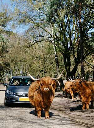 Vakantie Beekse Bergen - autosafari