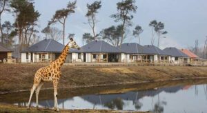 Op safari in Nederland? Boek een vakantie naar Beekse Bergen