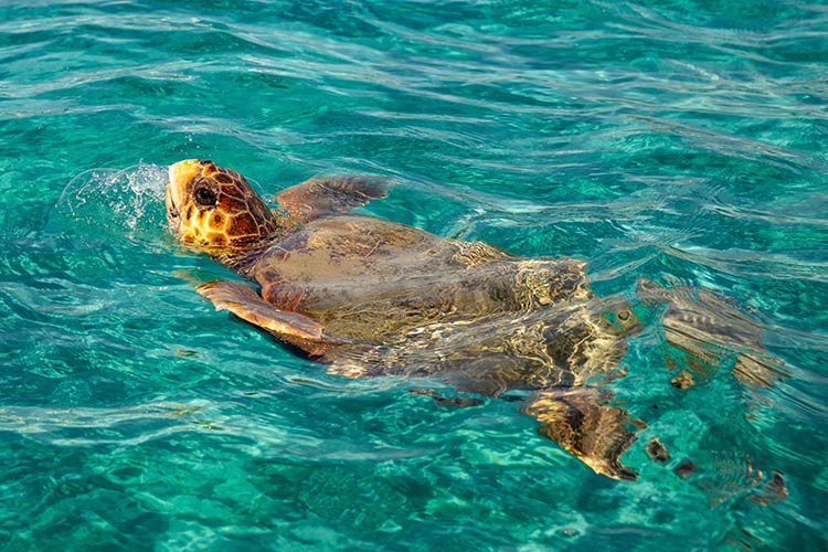 Vakantie Zakynthos tips: Caretta Caretta schildpadden