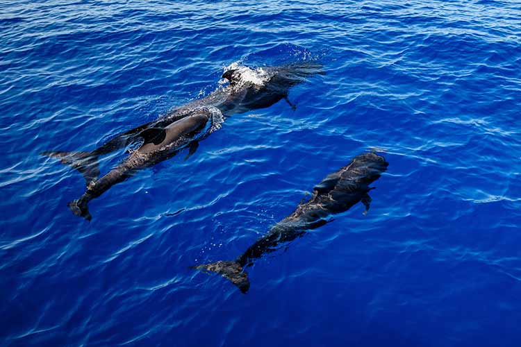 Insider tips Tenerife - Dolfijnen