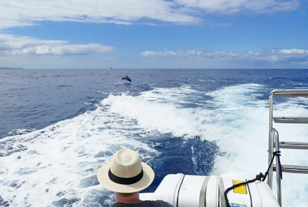 Excursies Tenerife - Dolfijnen spotten