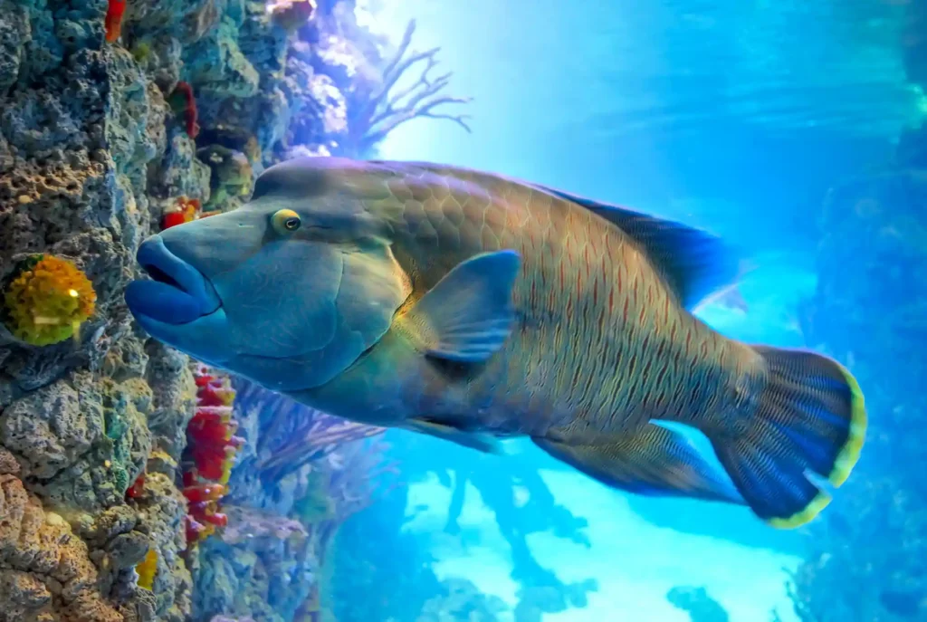 Duiken in Hurghada: vissen