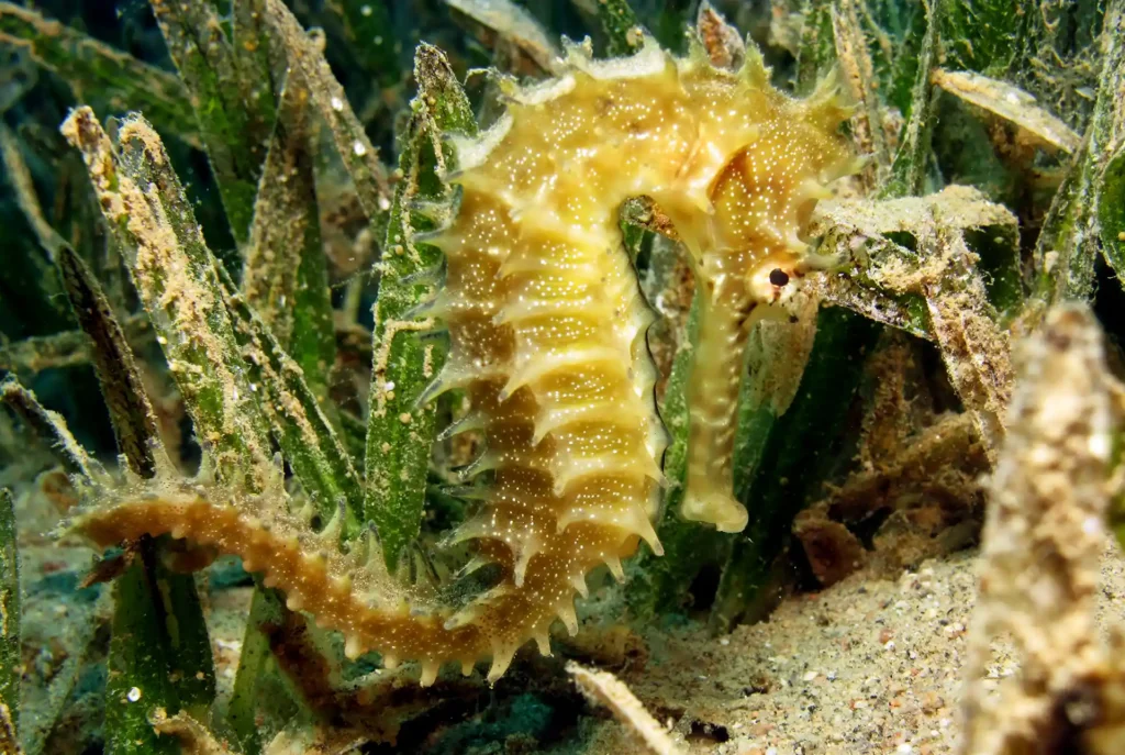 Duiken in Hurghada: vissen
