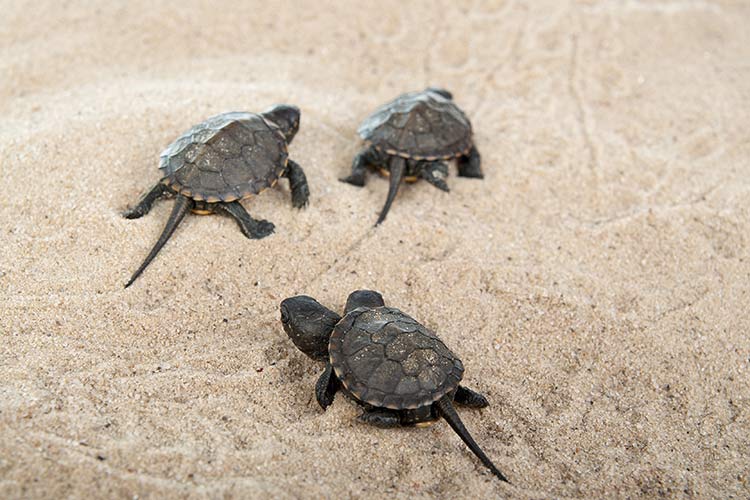 Mooiste stranden Cyprus: Turtle Beach