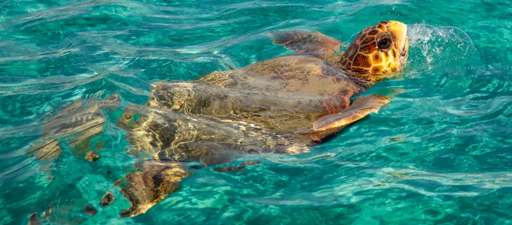 Schildpadden spotten Zakynthos