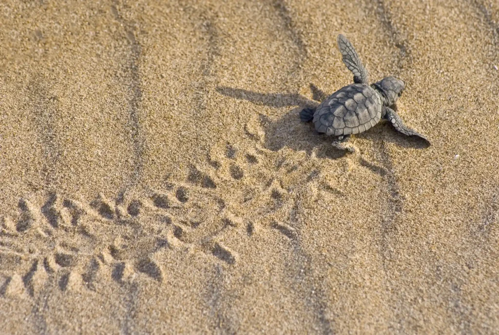Schildpadden spotten Zakynthos, Caretta caretta
