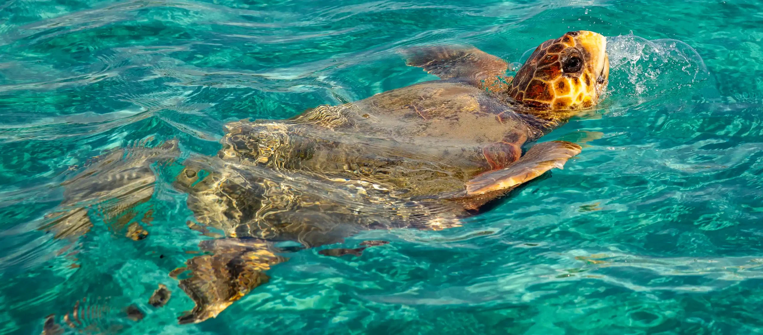 Schildpadden spotten Zakynthos