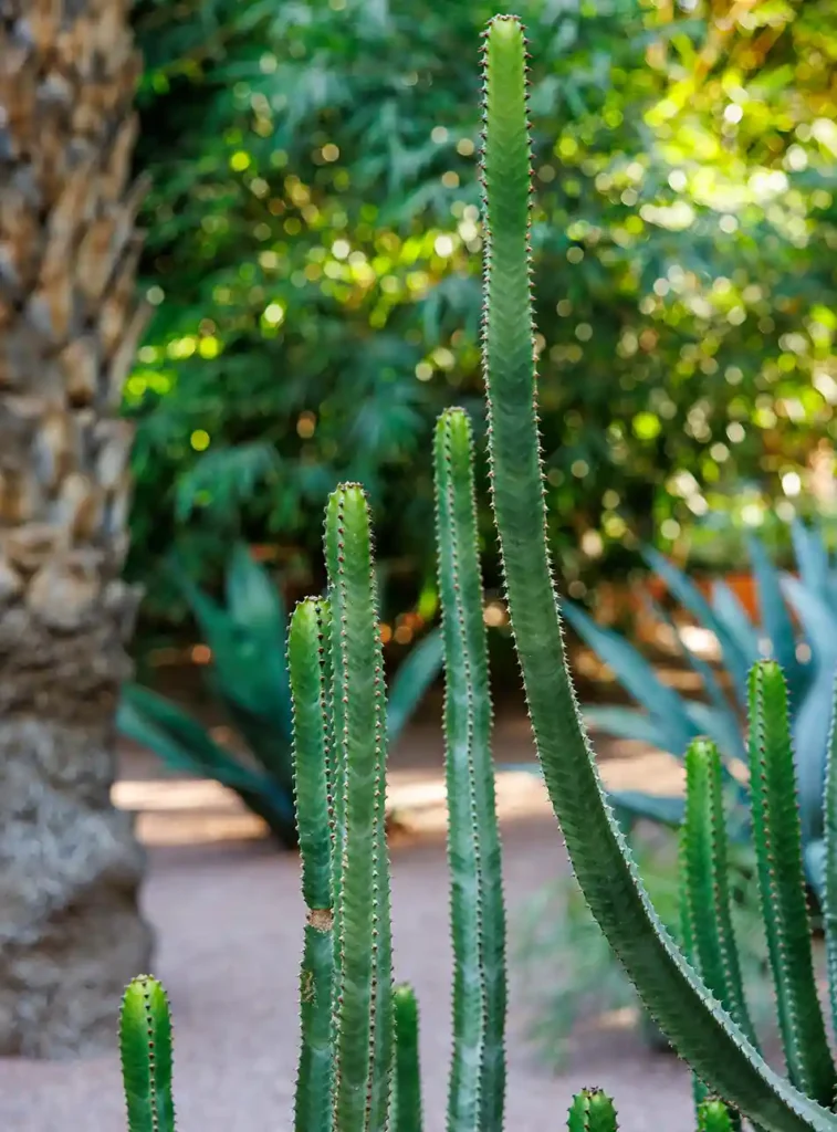 Bezienswaardigheden Marrakech: Jardin Majorelle