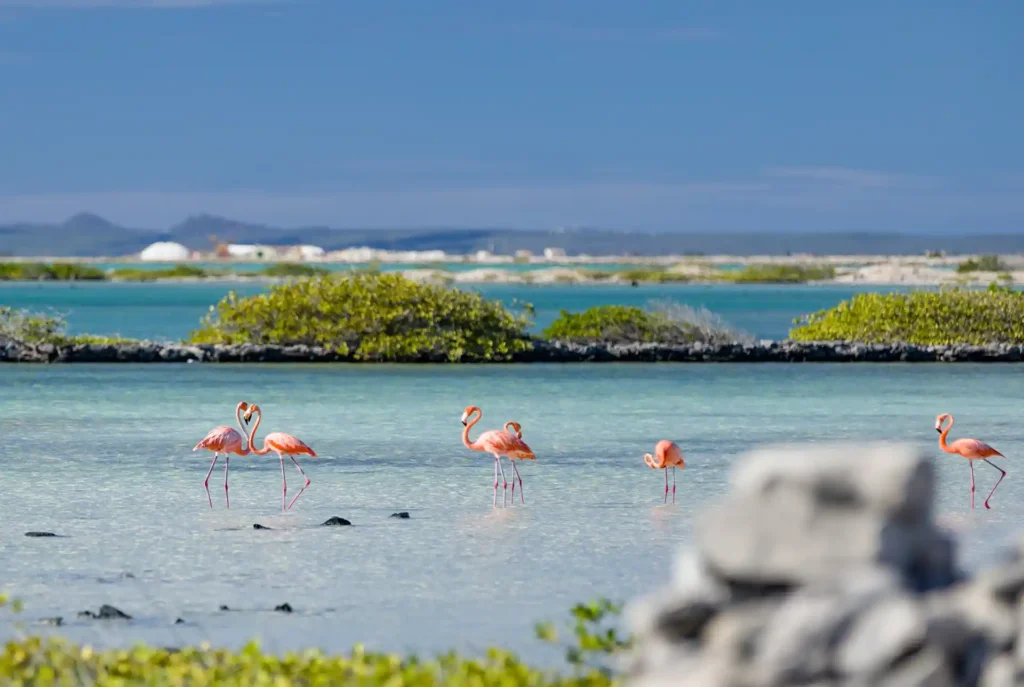 Vakantie Caribische eilanden: Bonaire