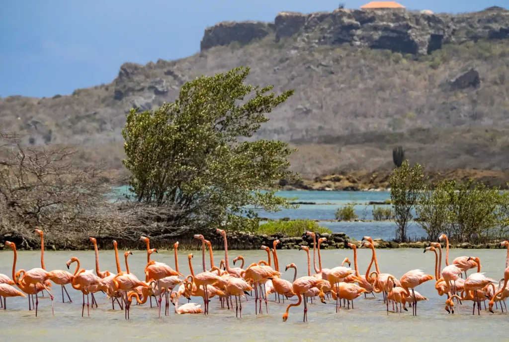 Dieren Curaçao: flamingo's
