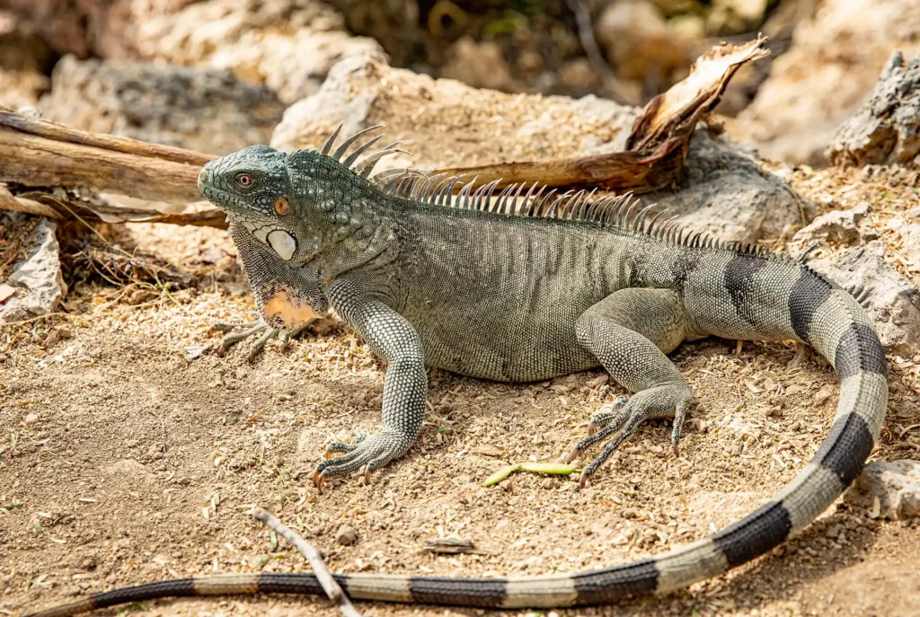 Dieren Curaçao: leguaan