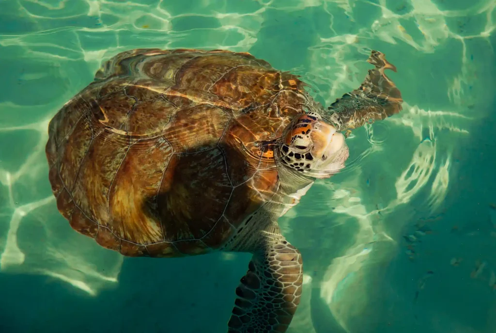 Dieren Curaçao: schildpadden