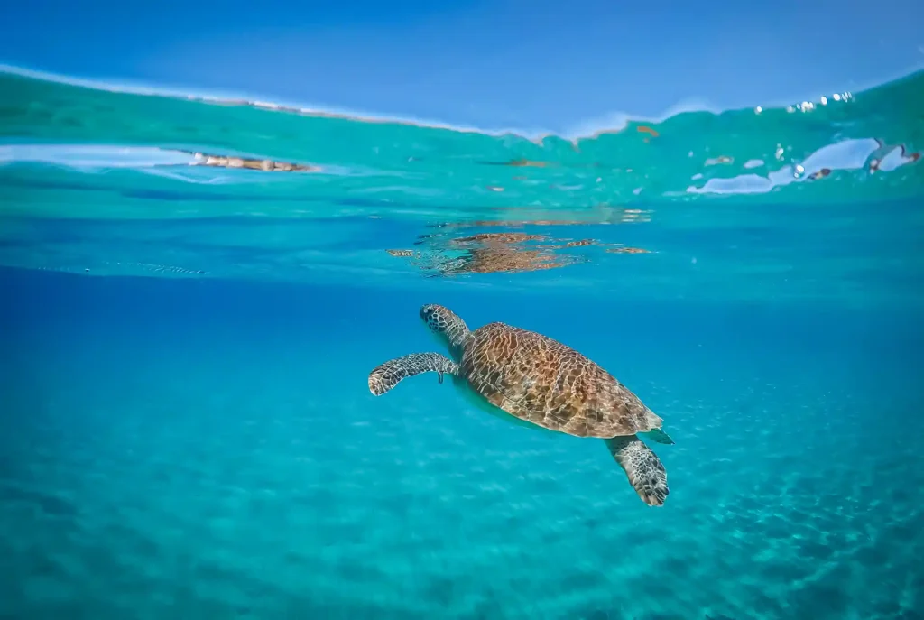 Doen op Curaçao; schildpadden