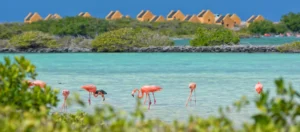 Dit zijn de leukste bezienswaardigheden op Bonaire
