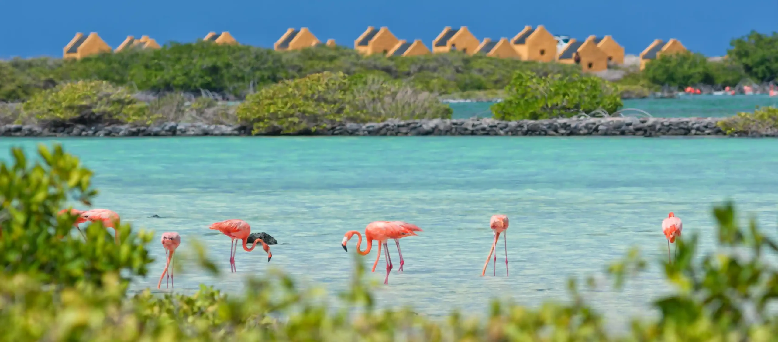 Bezienswaardigheden Bonaire: flamingo's