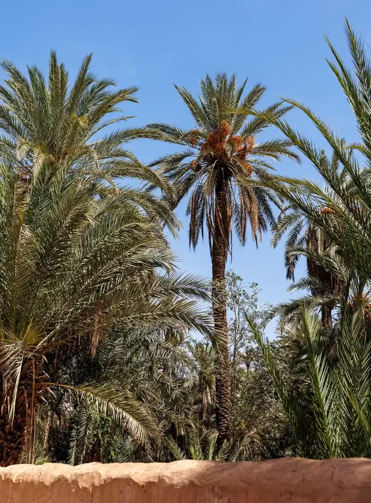 Excursies Agadir: Tiout