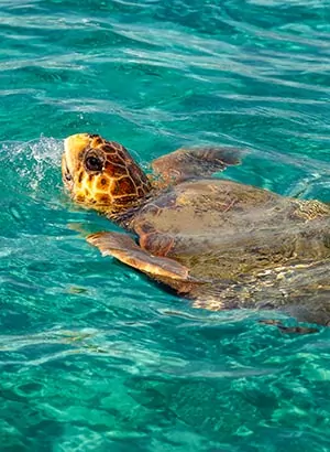 Vakantie Zakynthos tips: schildpadden