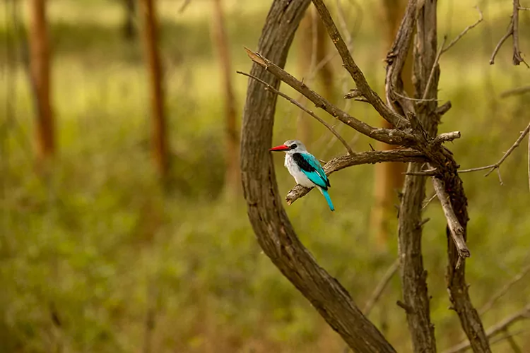 Safari in Senegal