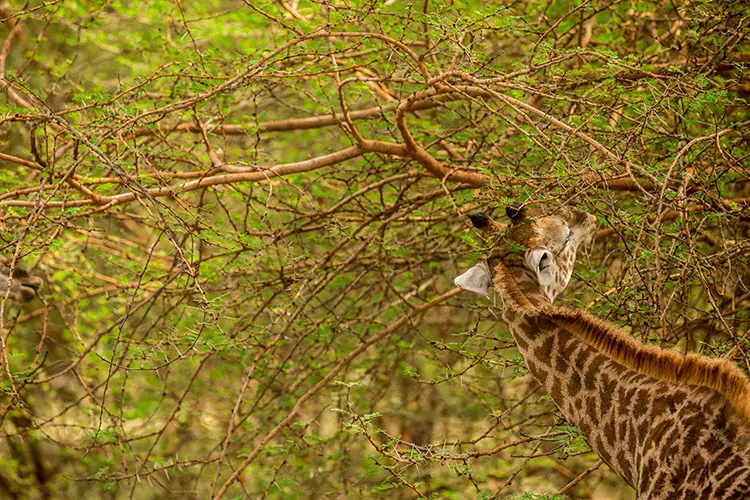 Safari in Senegal