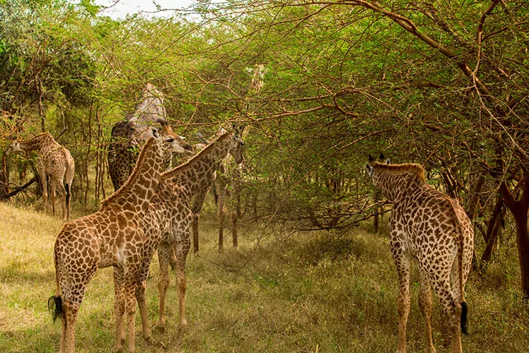 Safari in Senegal