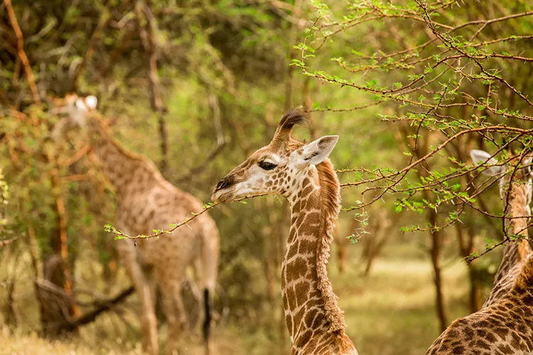 Safari in Senegal
