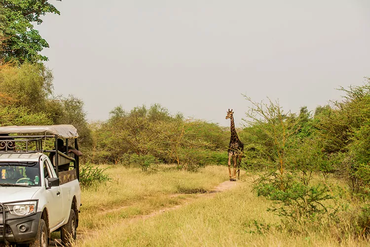 Safari in Senegal