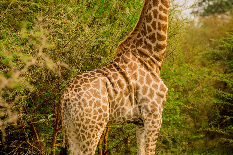 Safari in Senegal