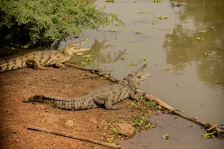 Safari in Senegal