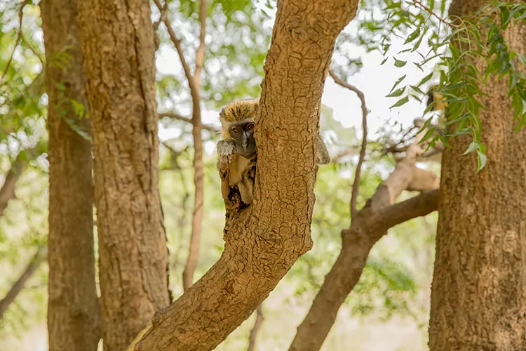 Safari in Senegal