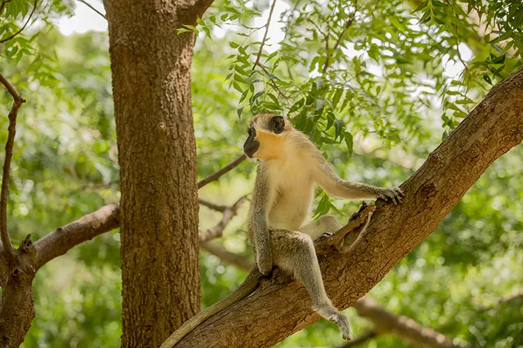 Safari in Senegal