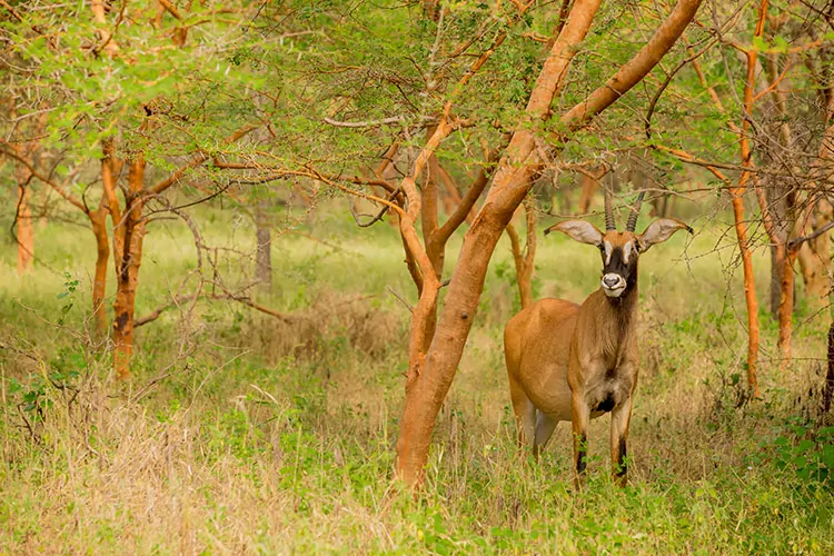 Safari in Senegal