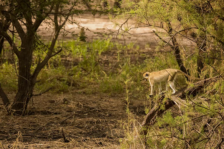 Safari in Senegal