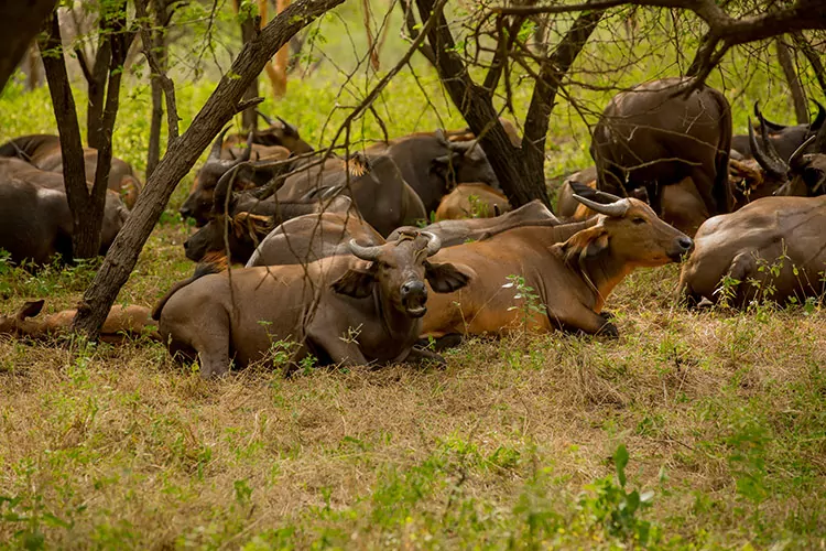 Safari in Senegal