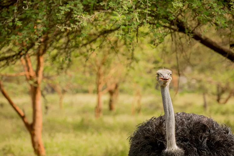 Safari in Senegal