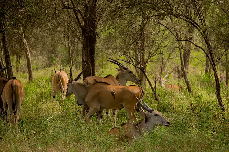 Safari in Senegal
