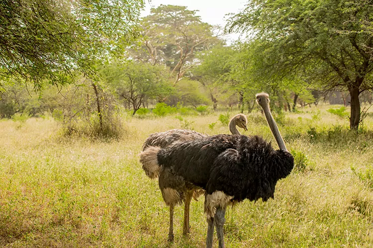 Safari in Senegal