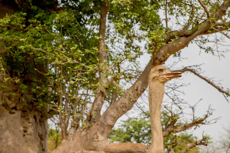Safari in Senegal