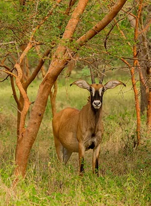 Safari Senegal: dieren spotten