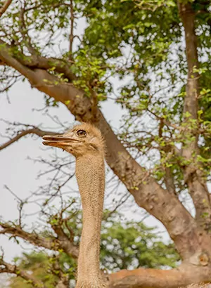 Safari Senegal: dieren spotten