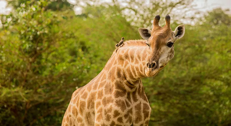 Safari Senegal: dieren spotten