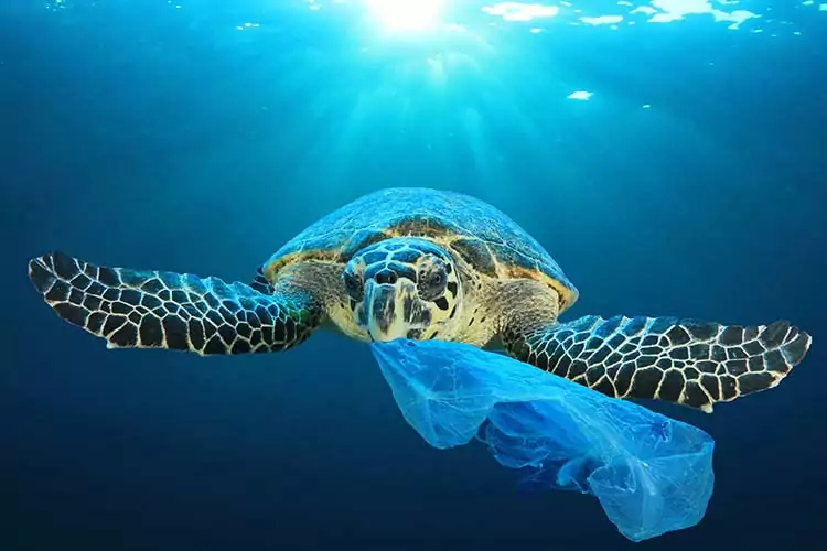 Schildpadden spotten Kaapverdië