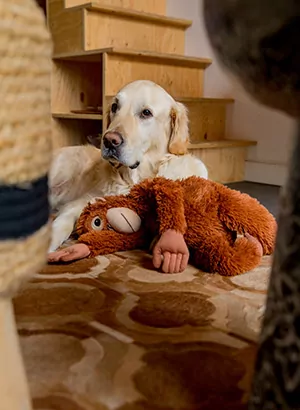 Tiny houses Veluwe, overnachten met hond