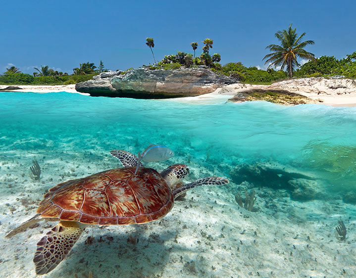 De natuur van Playa del Carmen